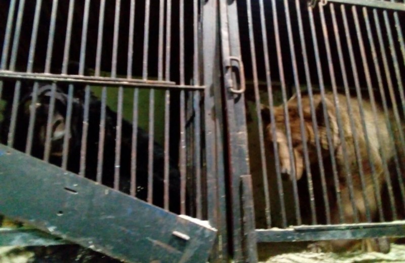 Самарские волонтеры спасли брошенных на автостоянке медведей