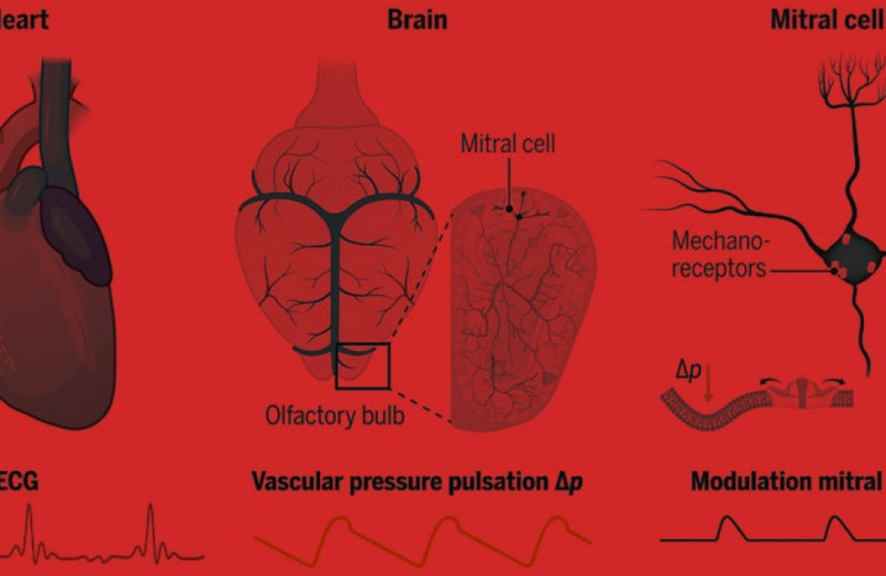 Нейроны ощутили сердцебиение механорецепторами и синхронизировались с ним