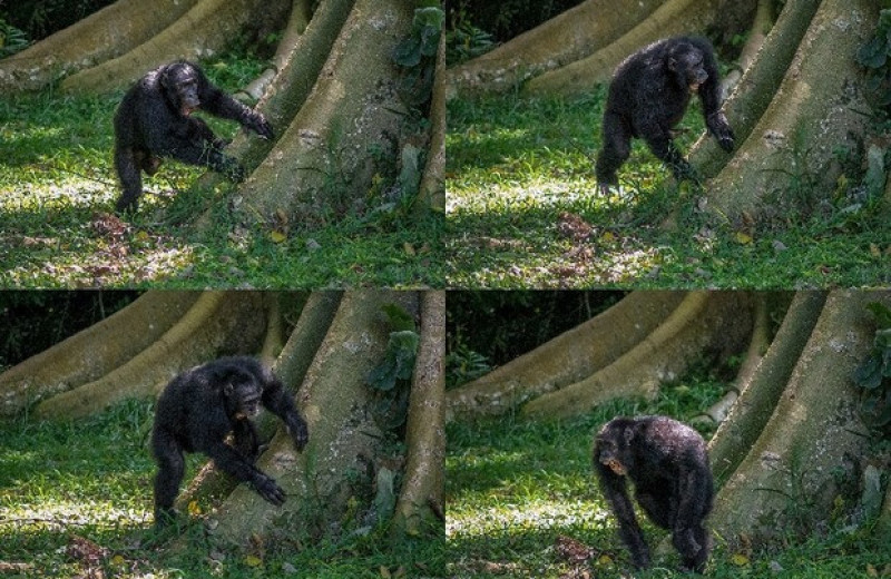 В барабанном бое и гудении шимпанзе нашли индивидуальные различия