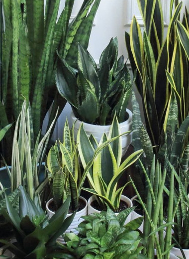 Озеленяемся: лучшие растения для дома и офиса, за которыми легко ухаживать