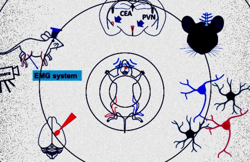 Нейроны мышей почувствовали ультразвук механочувствительными ионными каналами