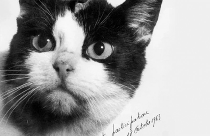Первая и последняя кошка астронавт: история Фелисетт