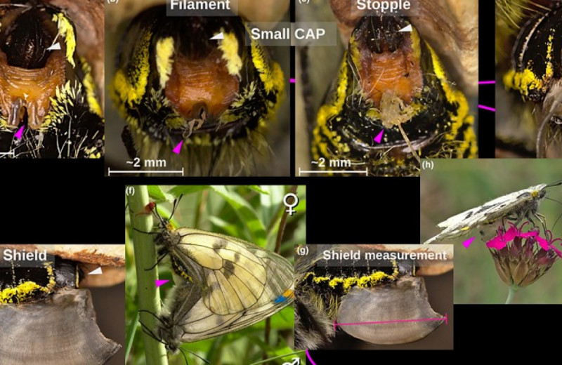 Самцы бабочек с умом подошли к выбору размера копуляционной пробки