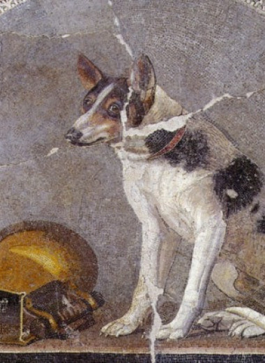 Челюсть койота оказалась древнейшими останками собаки в Америке