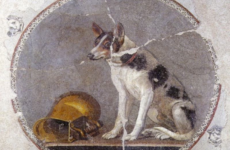 Челюсть койота оказалась древнейшими останками собаки в Америке