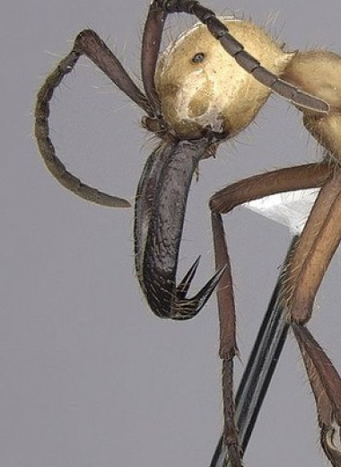 Тайники с добычей помогли кочевым муравьям эффективнее разорять колонии других видов муравьев