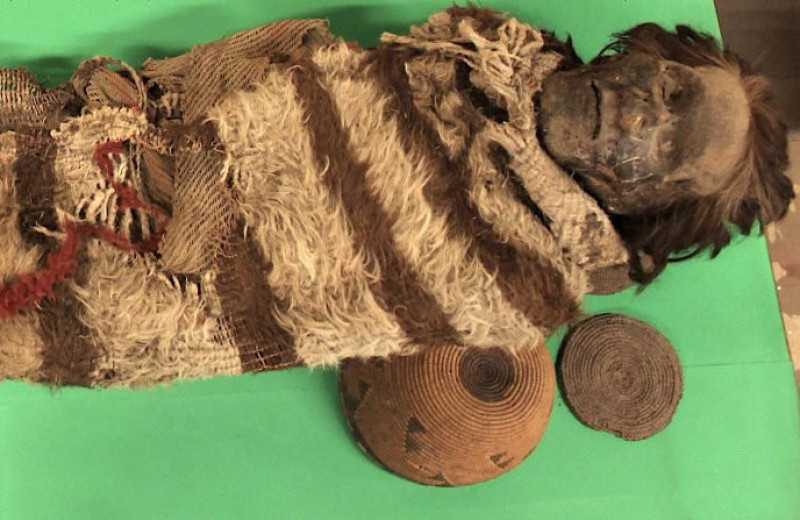 Клей вшей из голов южноамериканских мумий сохранил древние ДНК