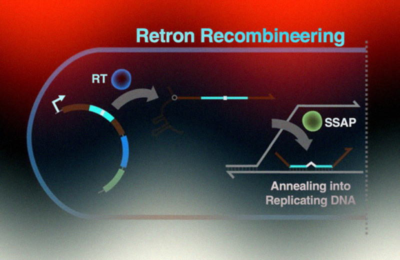 Ретроны помогли создать новый инструмент для редактирования генома