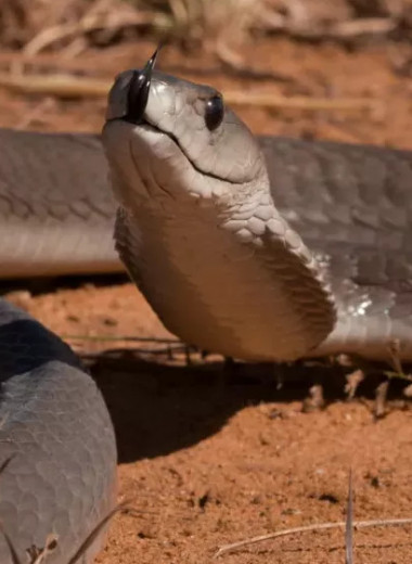 Черная мамба: реальные факты о самой опасной змее на свете