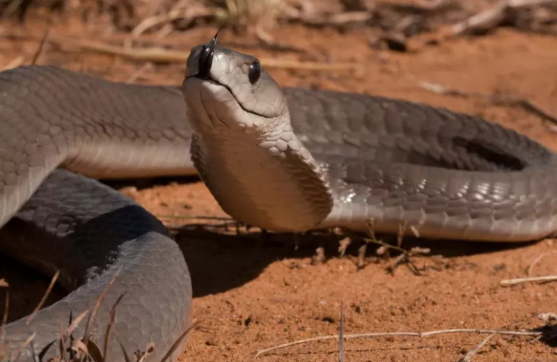 Черная мамба: реальные факты о самой опасной змее на свете
