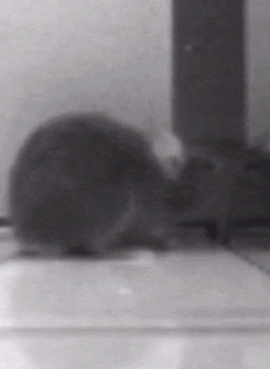 Привыкшие к зеркалу и к сородичам мыши прошли зеркальный тест