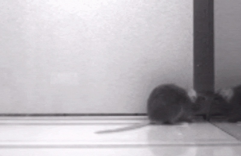 Привыкшие к зеркалу и к сородичам мыши прошли зеркальный тест