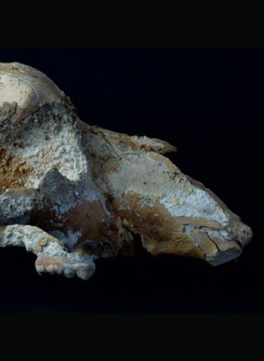 Уральские археологи обнаружили первый случай древней охоты на малого пещерного медведя