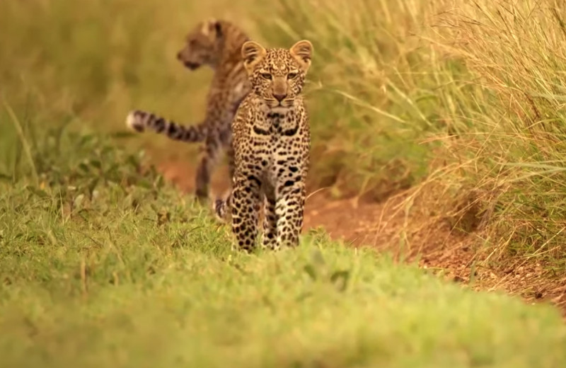 Первая охота юного леопарда: видео