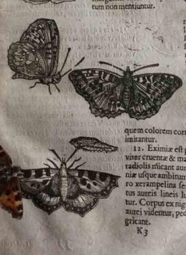 В книге 17 века о насекомых сохранилась бабочка. Она лежала рядом со своим изображением