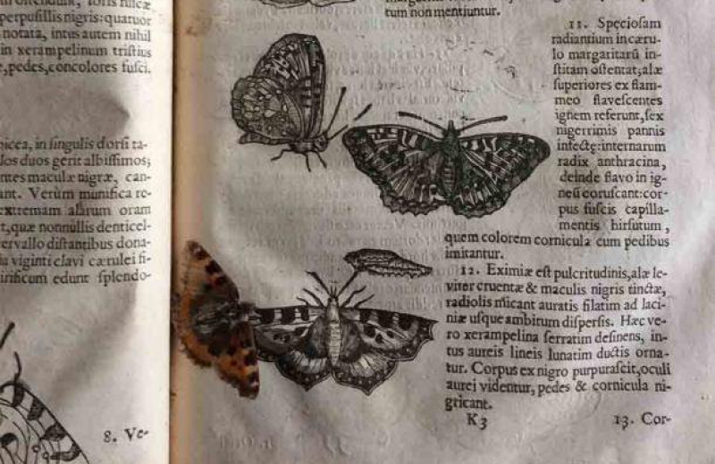 В книге 17 века о насекомых сохранилась бабочка. Она лежала рядом со своим изображением