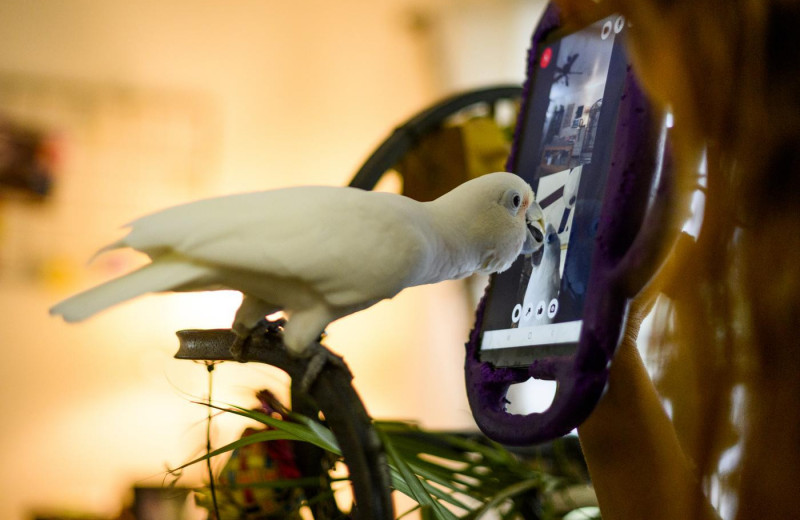 Попугаи научились звонить сородичам по видеосвязи — и вот как это изменило домашних птиц