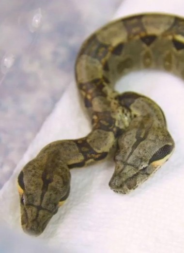 Две головы, два сердца: в США найдена уникальная змея