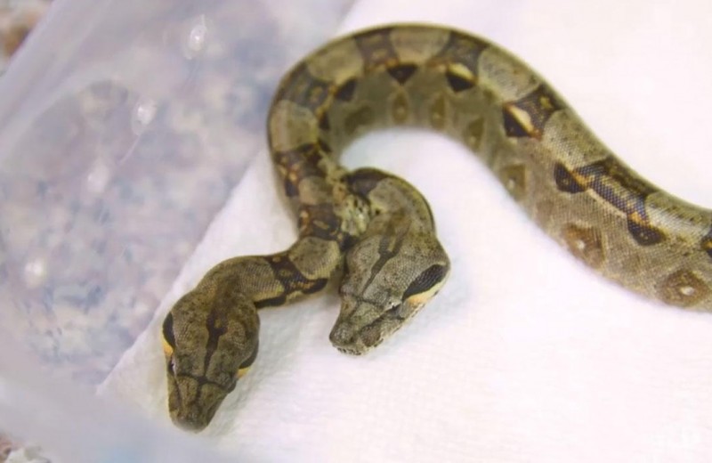 Две головы, два сердца: в США найдена уникальная змея