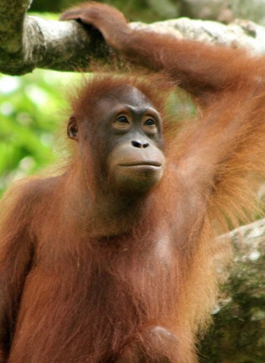 «Центр великих обезьян»: куда попадают приматы после съемок в фильмах и клипах