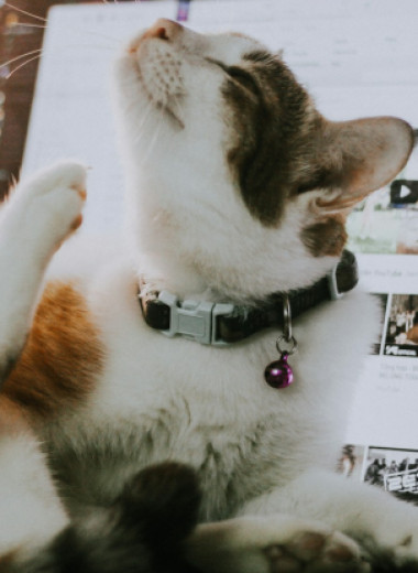 Странный фетиш: почему кошки так любят лежать на ноутбуках