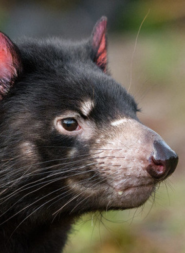 Тасманийские дьяволы начали размножаться после возвращения на материковую Австралию