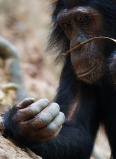 Доступность термитов для шимпанзе долины Исса связали с сезонностью и расселением