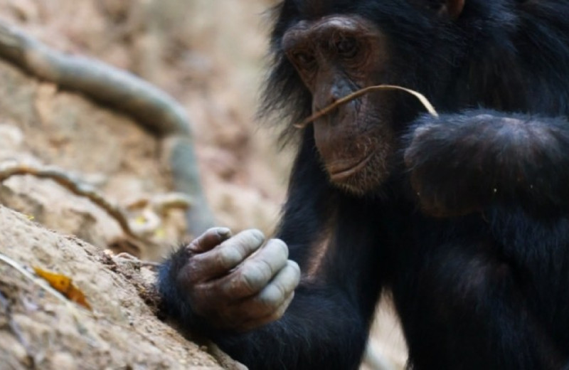 Доступность термитов для шимпанзе долины Исса связали с сезонностью и расселением