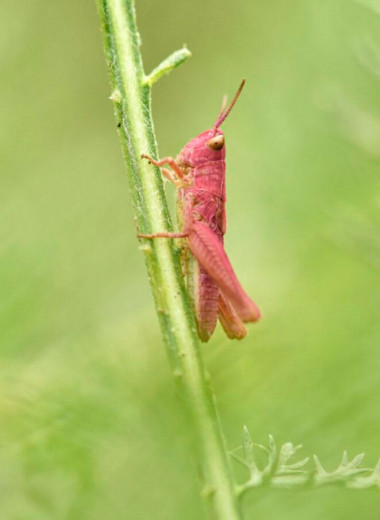 10 волшебных фото насекомых, какими вы их никогда не видели