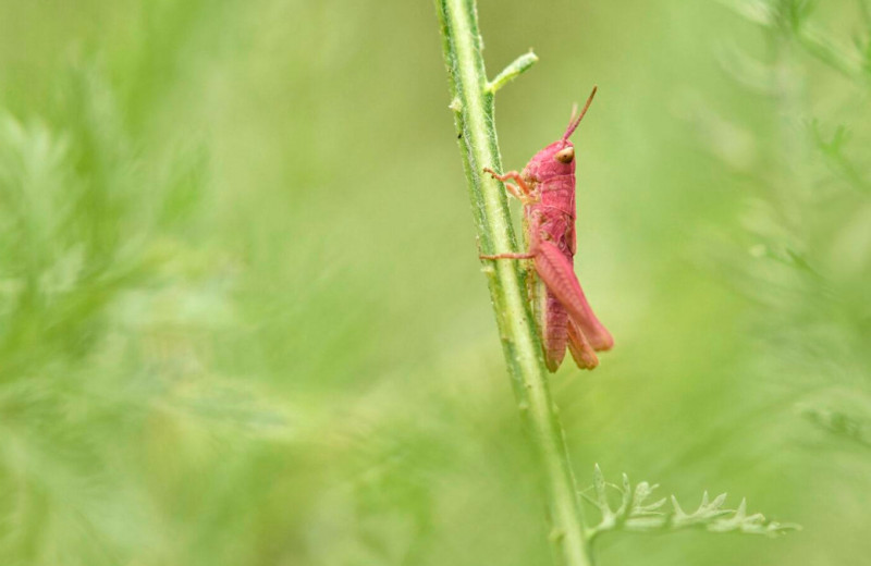 10 волшебных фото насекомых, какими вы их никогда не видели