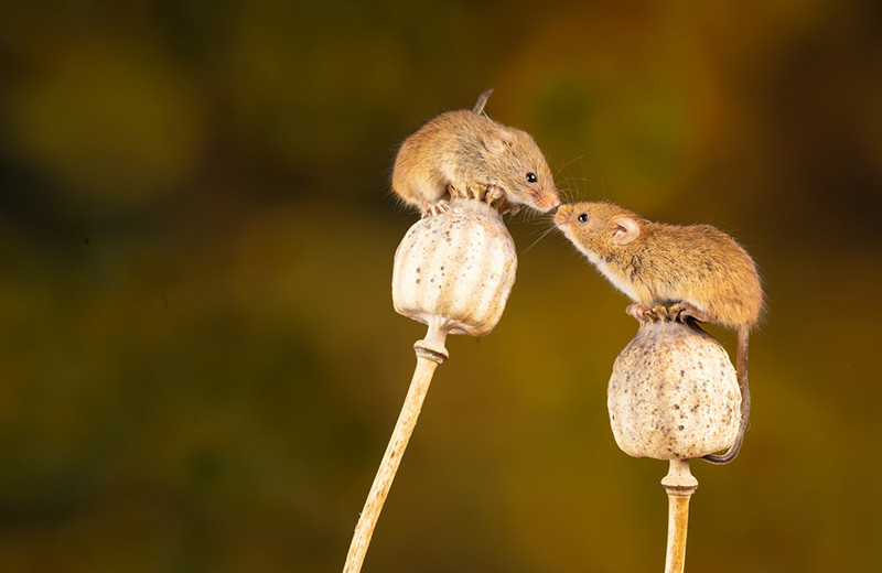 Ослабленная связь коры и таламуса нарушила социализацию мышей