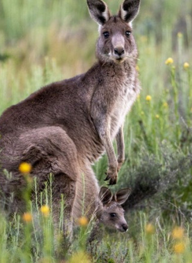 Австралийские животные плохо справились с расселением в Азию из-за адаптаций к засушливому климату