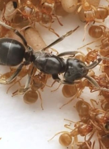 Муравьи-паразиты обманом заставили муравьев-хозяев убить собственных матерей