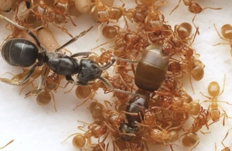 Муравьи-паразиты обманом заставили муравьев-хозяев убить собственных матерей