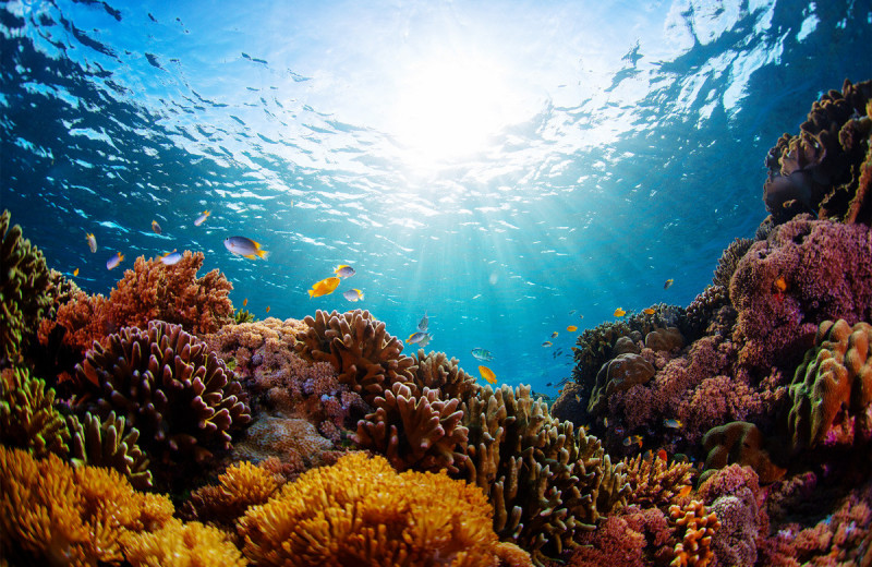 Теневая экономика: главные обитатели коралловых рифов и их роли в подводном обществе