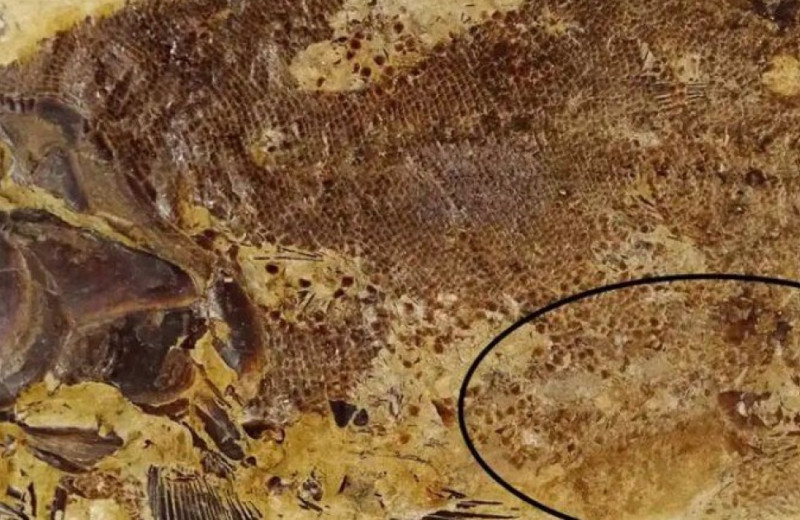 Найденные в XIX веке ископаемые указали на каннибализм среди раннеюрских рыб