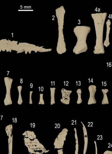 Пермского хищника вырвало тремя видами тетрапод