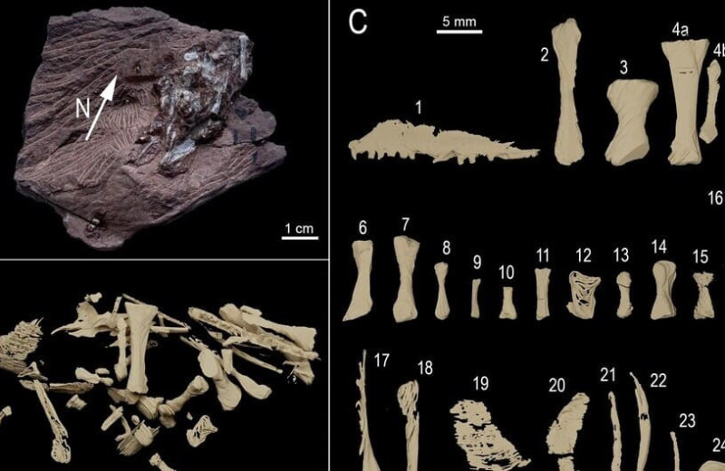 Пермского хищника вырвало тремя видами тетрапод
