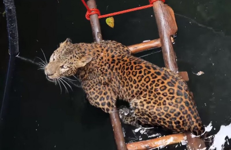 Спасение упавшего в колодец леопарда: видео