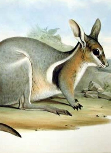 Доращивание молодых особей в неволе увеличило численность редких короткокоготных кенгуру
