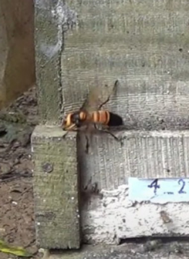 При атаке шершней-убийц пчелы «включают сигнализацию», чтобы спасти колонию: видео