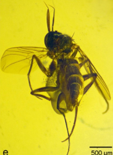 В янтаре возрастом 99 миллионов лет обнаружили самца мухи с брачным подарком