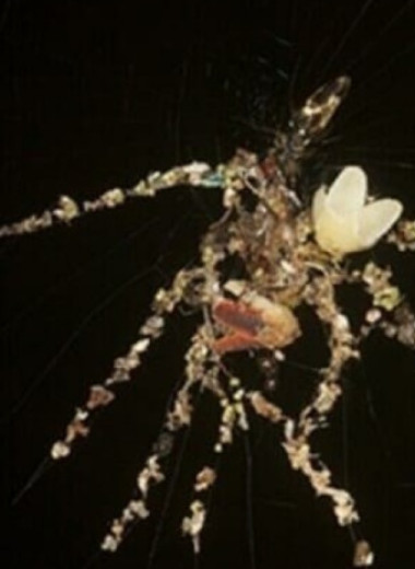 Пауки сделали фальшивых пауков втрое крупнее себя из объедков и мусора