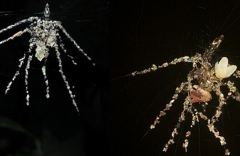 Пауки сделали фальшивых пауков втрое крупнее себя из объедков и мусора