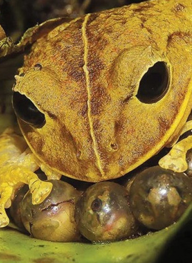 Панамскую лягушку назвали в честь Греты Тунберг