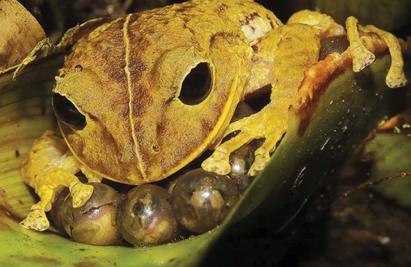 Панамскую лягушку назвали в честь Греты Тунберг