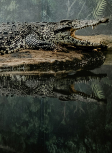 Изобретательные охотники и заботливые родители: подборка увлекательных фактов о жизни крокодилов
