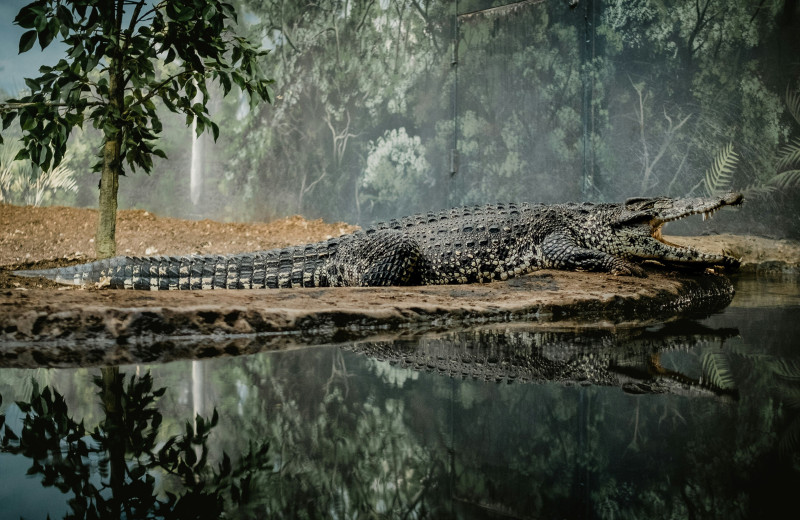 Изобретательные охотники и заботливые родители: подборка увлекательных фактов о жизни крокодилов