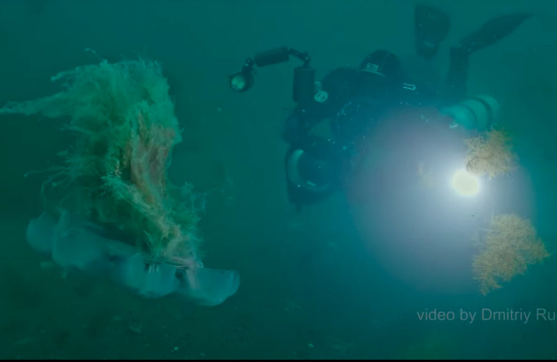 В Дальневосточном заповеднике впервые сняли самую большую в мире медузу: видео