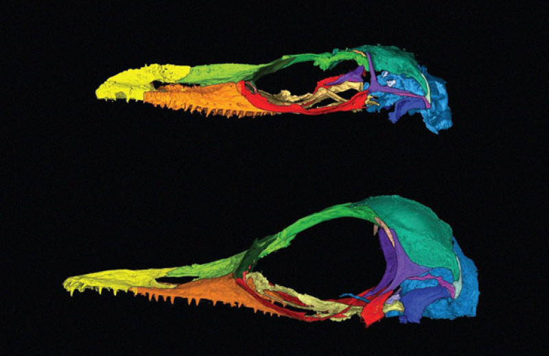 Принятой за крошечного динозавра ящерице из бирманского янтаря нашли близкого родственника